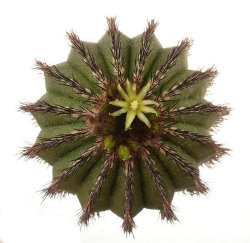 UEBELMANNIA pectinifera var. multicostata HU 362, illustrative photo