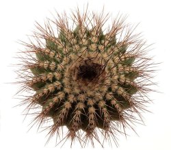 UEBELMANNIA pectinifera var. horrida RNK 31, illustrative photo