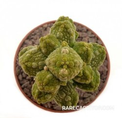 PSEUDOLITHOS caput-viperae, illustrative photo