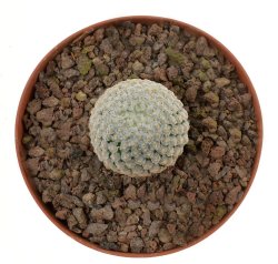 MAMMILLARIA breviplumosa GCG 12500, Mapimi, Dgo. , illustrative photo