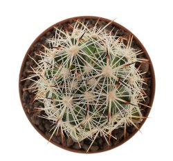 CORYPHANTHA alversonii SB 1800, illustrative photo