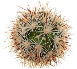 CORYPHANTHA alversonii SB 1800, illustrative photo