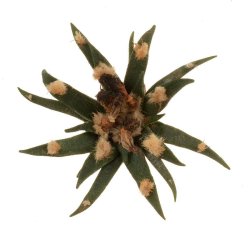 ARIOCARPUS agavoides PP 208, illustrative photo