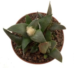 ARIOCARPUS confusus PP 581, illustrative photo