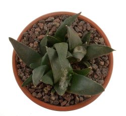 ARIOCARPUS confusus PP 420, illustrative photo