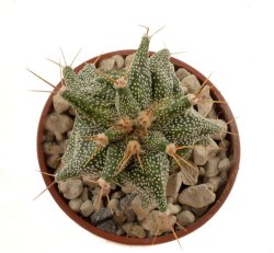 ASTROPHYTUM ornatum cv. Kikko ex Pavlica (Starastrophytum), 7 cm pot, grafted seedling