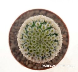 ENCEPHALOCARPUS strobiliformis cv. Fluffy White, illustrative photo