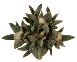 ARIOCARPUS retusus var. scapharostroides PP 625, illustrative photo