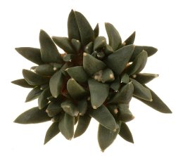 ARIOCARPUS retusus var. scapharostroides LH 437, illustrative photo