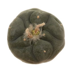 LOPHOPHORA diffusa var. swobodaiana JJH 0010296, Intronque, illustrative photo