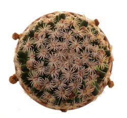 MAMMILLARIA hernadezii, illustrative photo