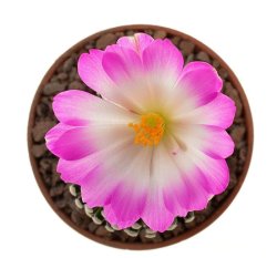 MAMMILLARIA luethyi, illustrative photo