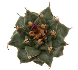 TURBINICARPUS alonsoi, illustrative photo