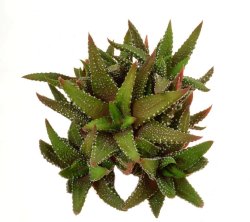 HAWORTHIA attenuata Tanba, illustrative photo