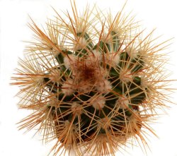 MELOCACTUS nagyi RBK 22.1, Cuba, illustrative photo