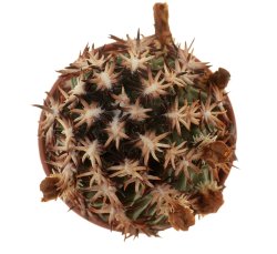 ECHINOCEREUS davisii f. brevispinus, illustrative photo