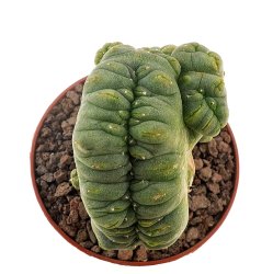 LOPHOPHORA alberto-vojtechii f. cristata, illustrative photo