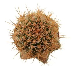 JASMINOCEREUS thouarsii var. sclerocarpus clone 1, Isabela, illustrative photo