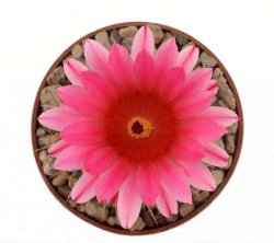 NOTOCACTUS submammulosus f. red flower, illustrative photo