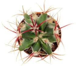 FEROCACTUS haematacanthus, illustrative photo