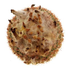 PARODIA gibbulosa, illustrative photo