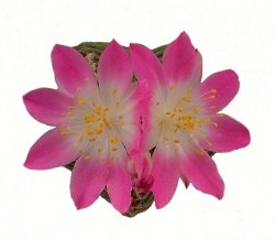 AZTEKIUM valdezii GCG 10893, illustrative photo  