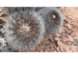COPIAPOA  x C. cinerea var. tenebrosa GCG 15043, selection, copyright Gerardo Snicer