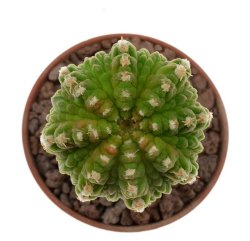 AZTEKIUM ritteri f. intercostatum, illustrative photo