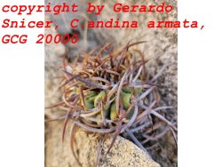 COPIAPOA andina armata II. GCG 20000, illustrative photo