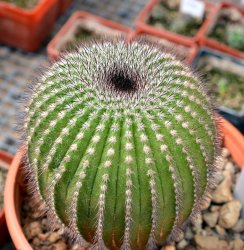 UEBELMANNIA pectinifera aff. f. nova RNK 105, illustrative photo