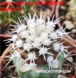 COPIAPOA columna - alba GCG 15329b, f. white spines ex Gerardo Snicer, illustrative photo