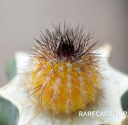 UEBELMANNIA pectinifera var. inhaiensis n.n. RNK 11 f. Aurea, illustrative photo