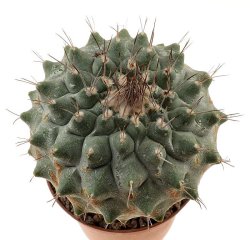 STROMBOCACTUS corregidorae, illustrative photo