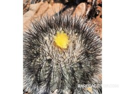 COPIAPOA  x C. scopulina GCG 15037, copyright Gerardo, illustrative photo