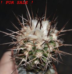 COPIAPOA bridgesii PTT02 (APT), Cerro Chanaral, 5 cm pot, SEEDLING