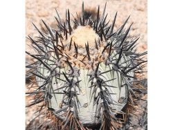 COPIAPOA calderana GCG 15281, copyright Gerardo, illustrative photo