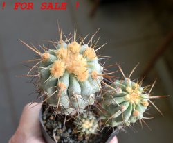COPIAPOA gigantea PTT 30, 8 cm pot, 3 pcs. SEEDLINGS