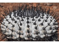 COPIAPOA cinerea f. australis GCG 16796, copyright Gerardo, illustrative photo