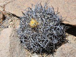 COPIAPOA griseoviolacea GCG 15033, copyright Gerardo, illustrative photo