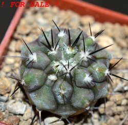 COPIAPOA columna - alba GCG 15015, L35 entronque 2., 5 cm pot, SEEDLING