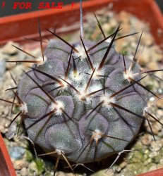 COPIAPOA columna - alba GCG 15015,  L35 entronque 2., 5 cm pot, SEEDLING 