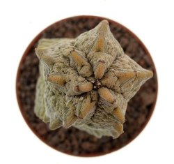 EUPHORBIA abdelkurii cv. Damask, illustrative photo