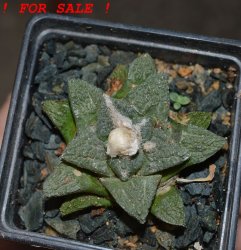 ARIOCARPUS fissuratus, 7 cm pot, SEEDLING 