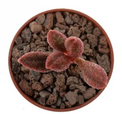 ADROMISCHUS marianae f. antiodoratum