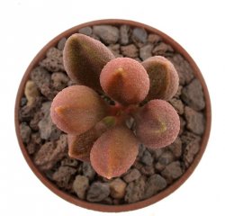 ADROMISCHUS marianae f. multicolor CR 1263