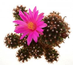 MAMMILLARIA deherdtiana 