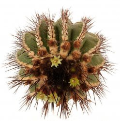 UEBELMANNIA pectinifera var. pseudopectinifera