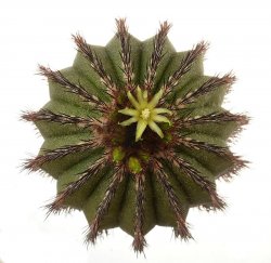 UEBELMANNIA pectinifera var. multicostata RNK 17 (HU 362), illustrative photo