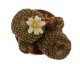  - BLOSSFELDIA PEDICELLATA VAR. TOMINENSE  KK1525, 1,9 CM, SEEDLING