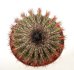  - UEBELMANNIA pectinifera aff. f. nova RNK 98, clone 3, rooted offset